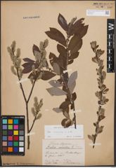 Foto von Salix cinerea L.
